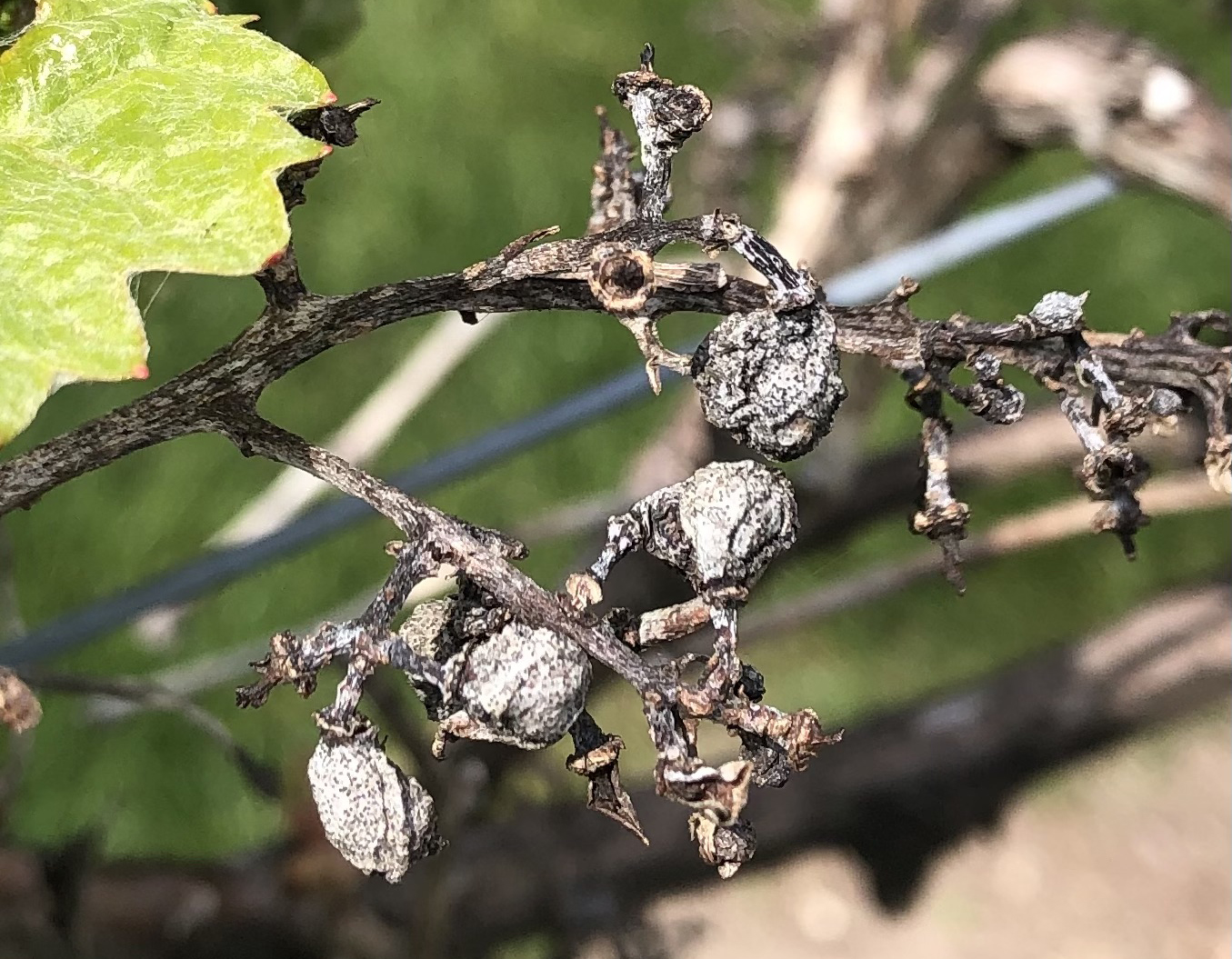 Black rot pycnidia